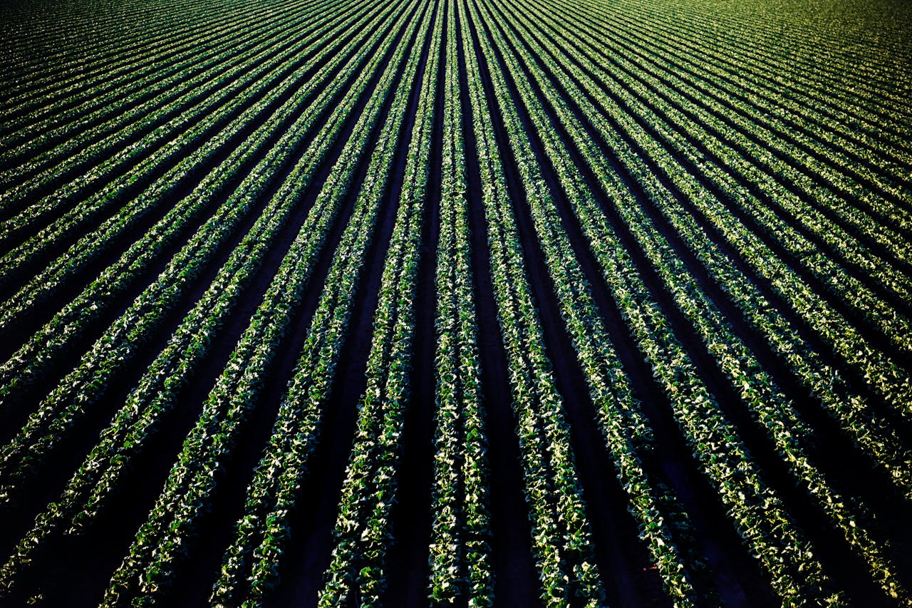 Aerial perspective of lush croplands in Santa Maria, California.
